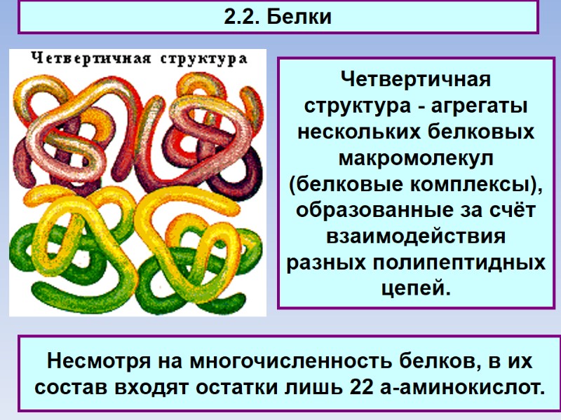 2.2. Белки Четвертичная структура - агрегаты нескольких белковых макромолекул (белковые комплексы), образованные за счёт